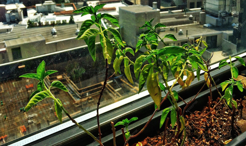 Untitled design - 2025-09-16T113939.286